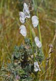 Aconitum nemorum