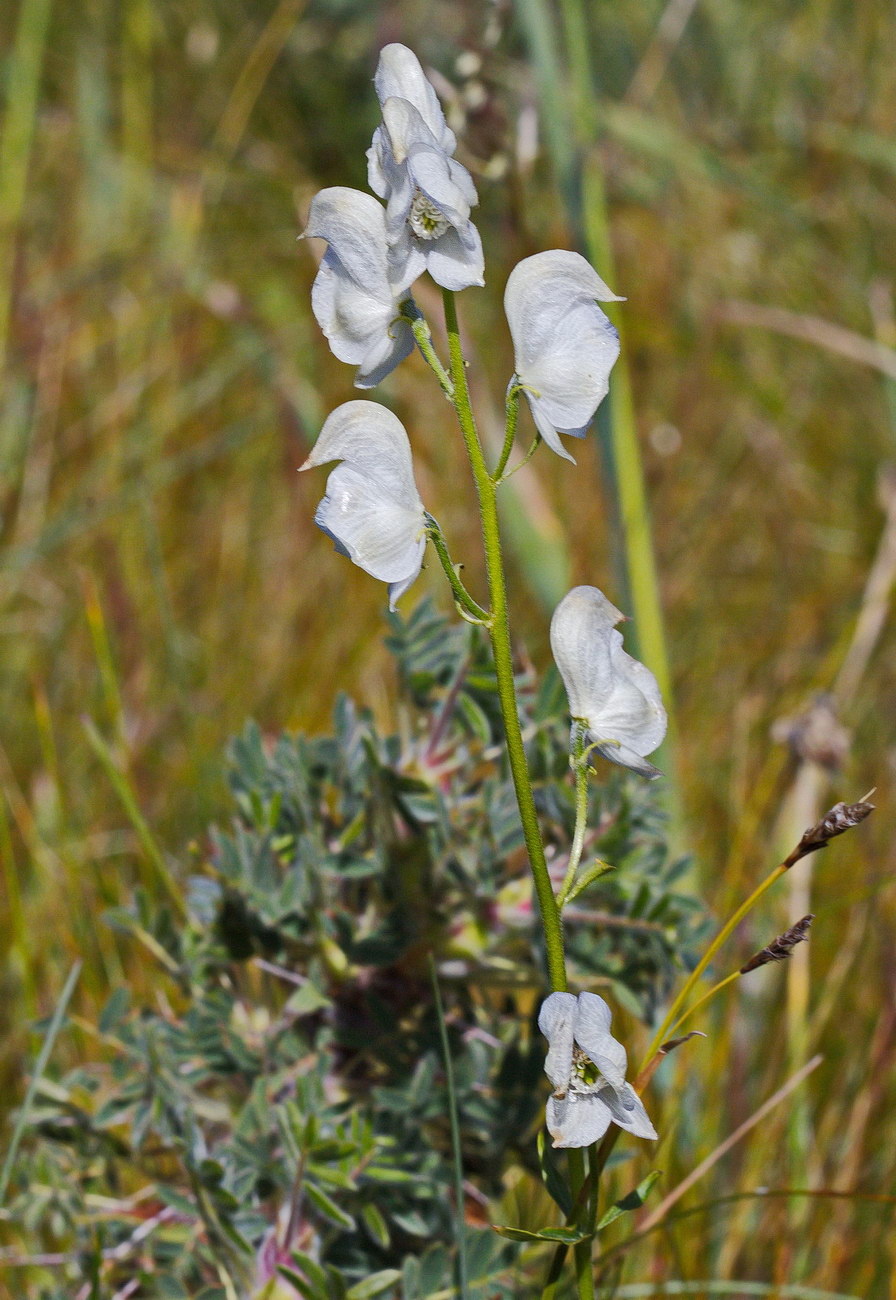 Image of Aconitum nemorum specimen.