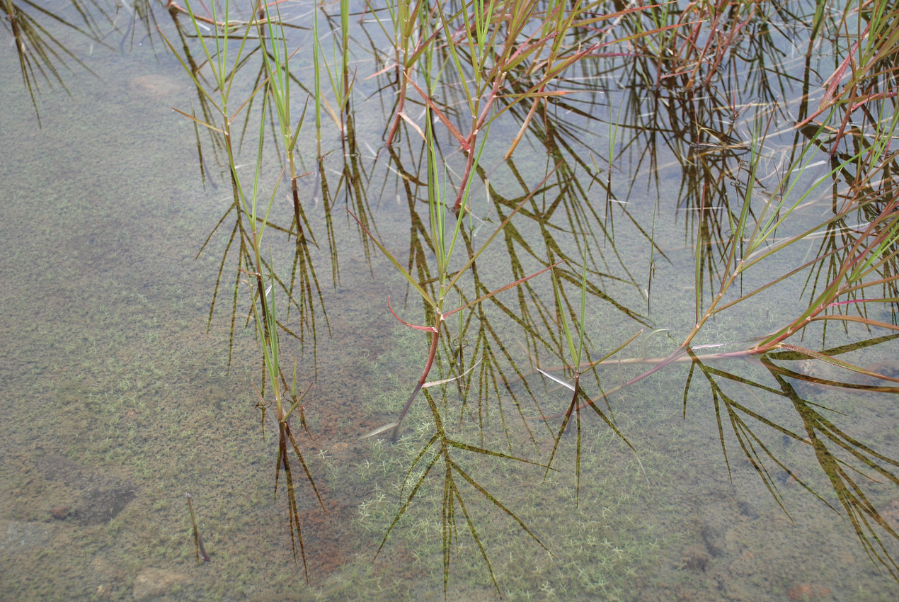 Image of Arctophila fulva specimen.