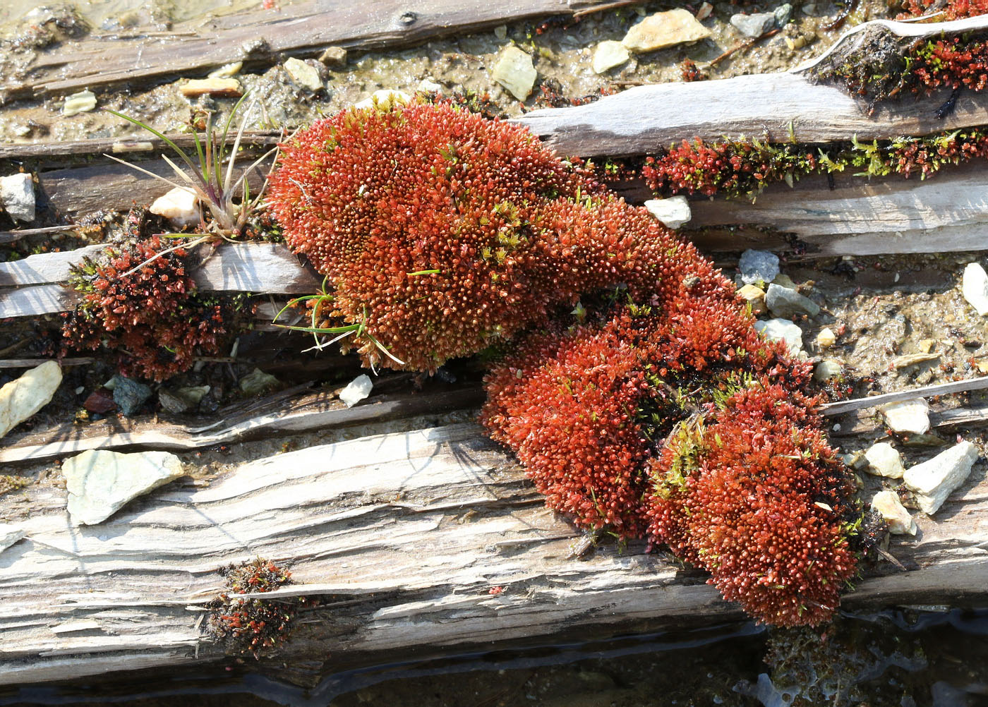 Image of Bryum cryophilum specimen.