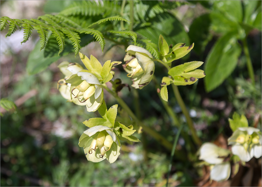 Изображение особи Helleborus caucasicus.