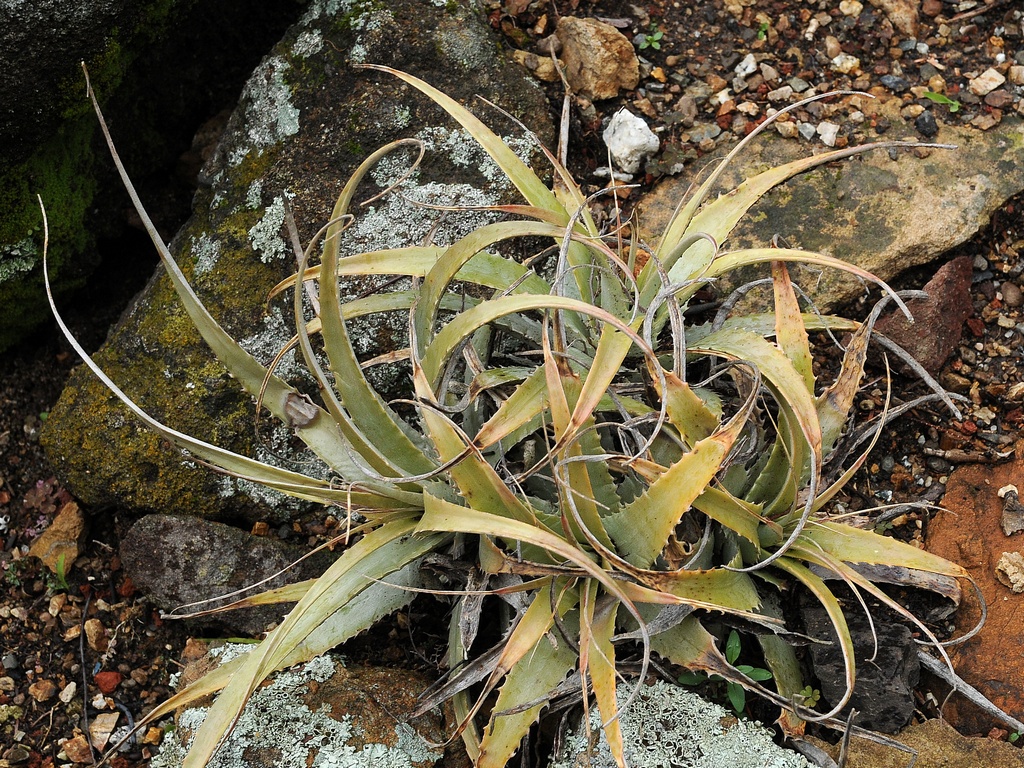 Изображение особи Deuterocohnia schreiteri.