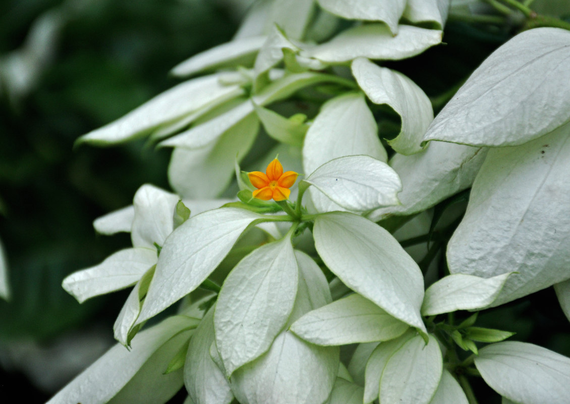 Image of Mussaenda frondosa specimen.