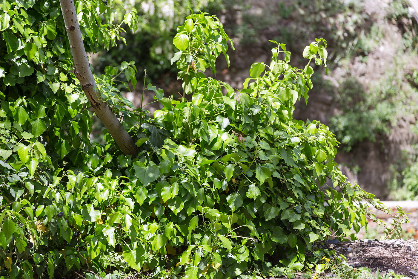 Изображение особи род Hedera.