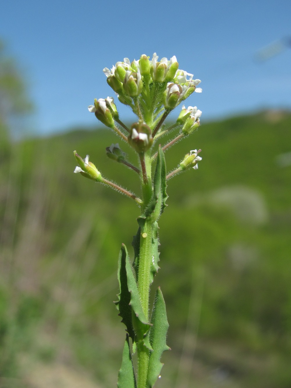 Image of Lepidium campestre specimen.