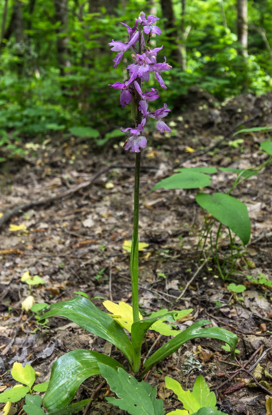 Изображение особи Orchis mascula.