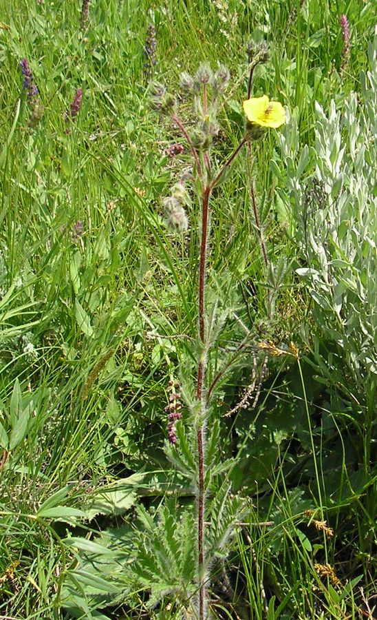 Image of Potentilla recta specimen.