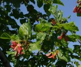 Acer tataricum