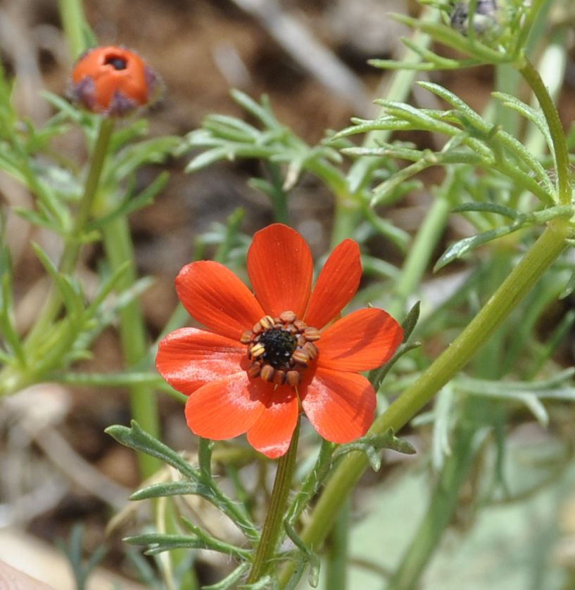 Image of genus Adonis specimen.