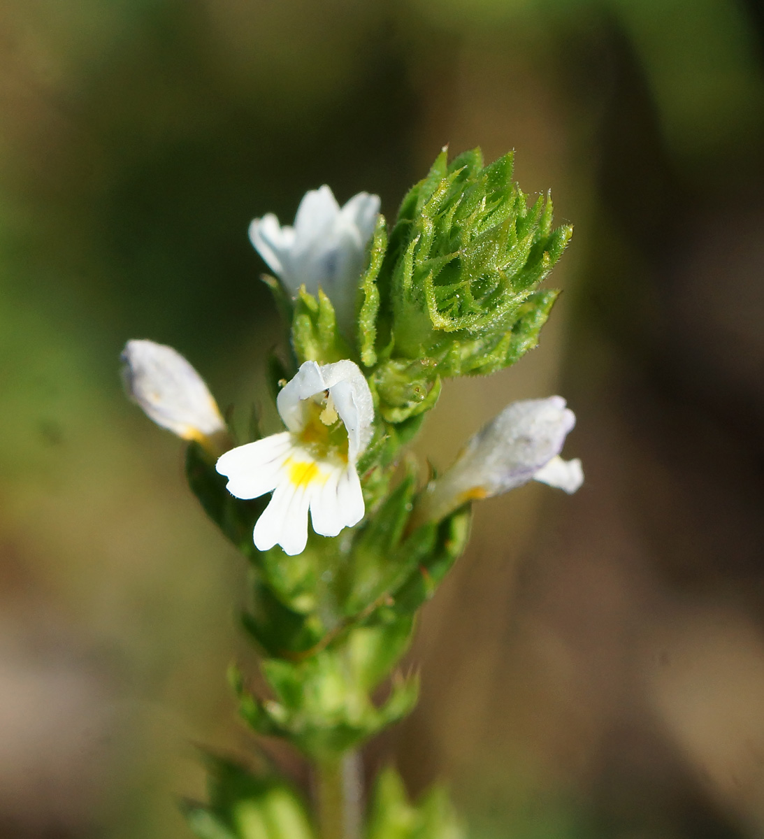 Изображение особи род Euphrasia.