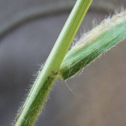 Image of Bromus arvensis specimen.