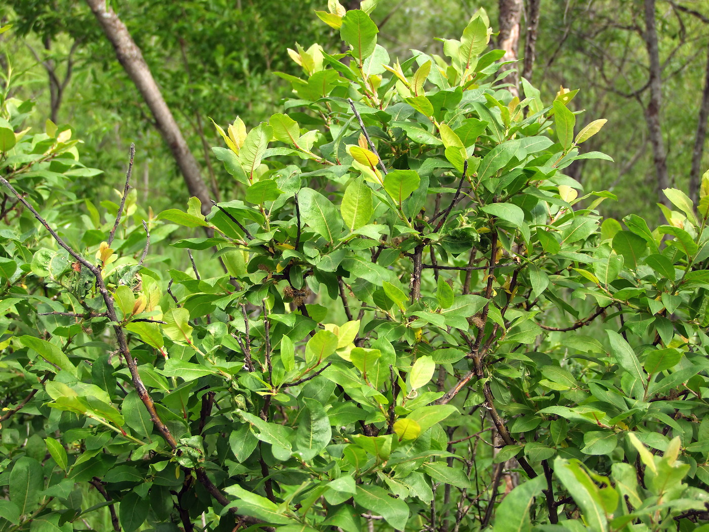 Image of Salix hastata specimen.