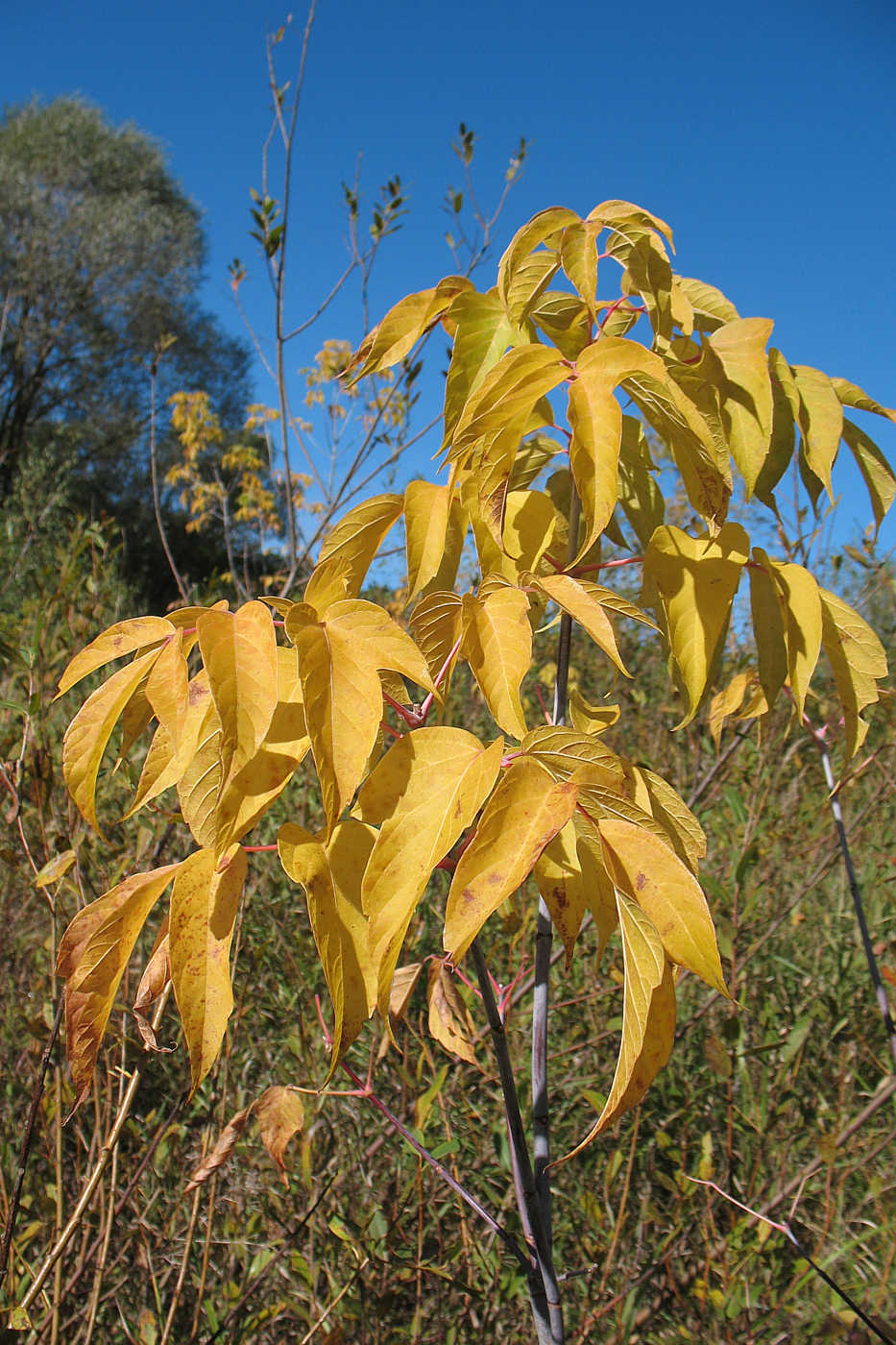 Image of Acer negundo specimen.