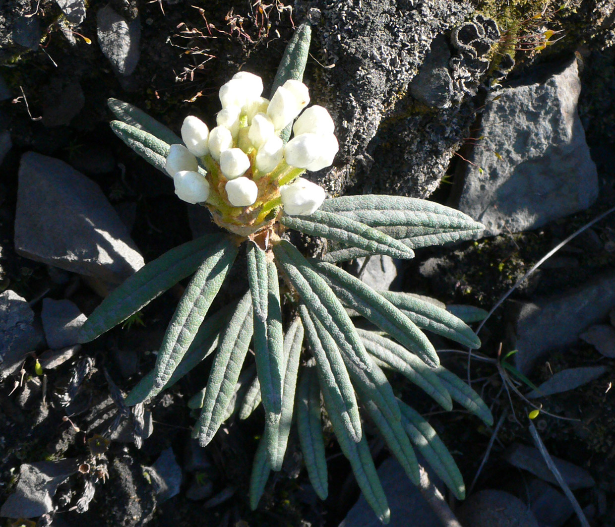 Image of Ledum decumbens specimen.