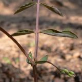 Lathyrus humilis. Часть побега с основанием листа и соцветием в бутонах. Свердловская обл., окр. г. Североуральск, район скал Три Брата, травяно-моховой сосняк с елью. 11.05.2010.