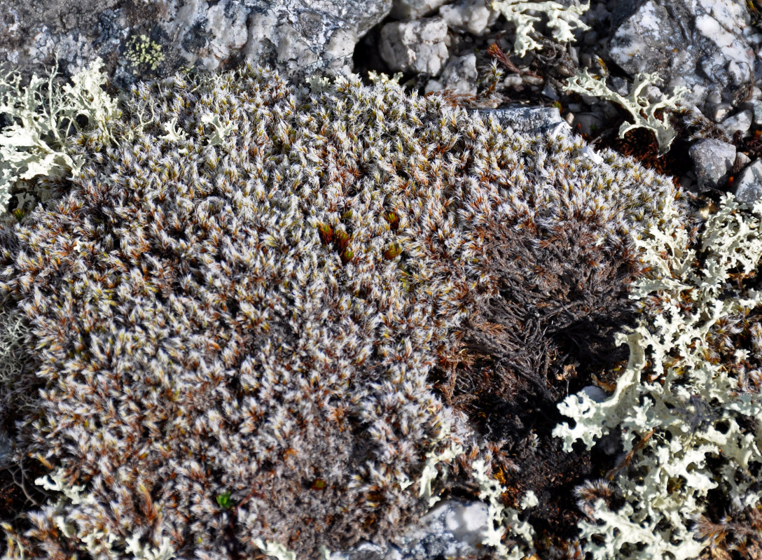 Image of Racomitrium lanuginosum specimen.