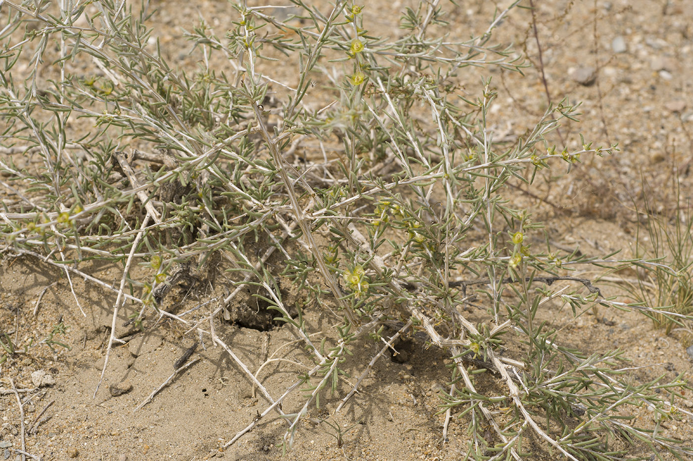 Изображение особи Salsola arbuscula.