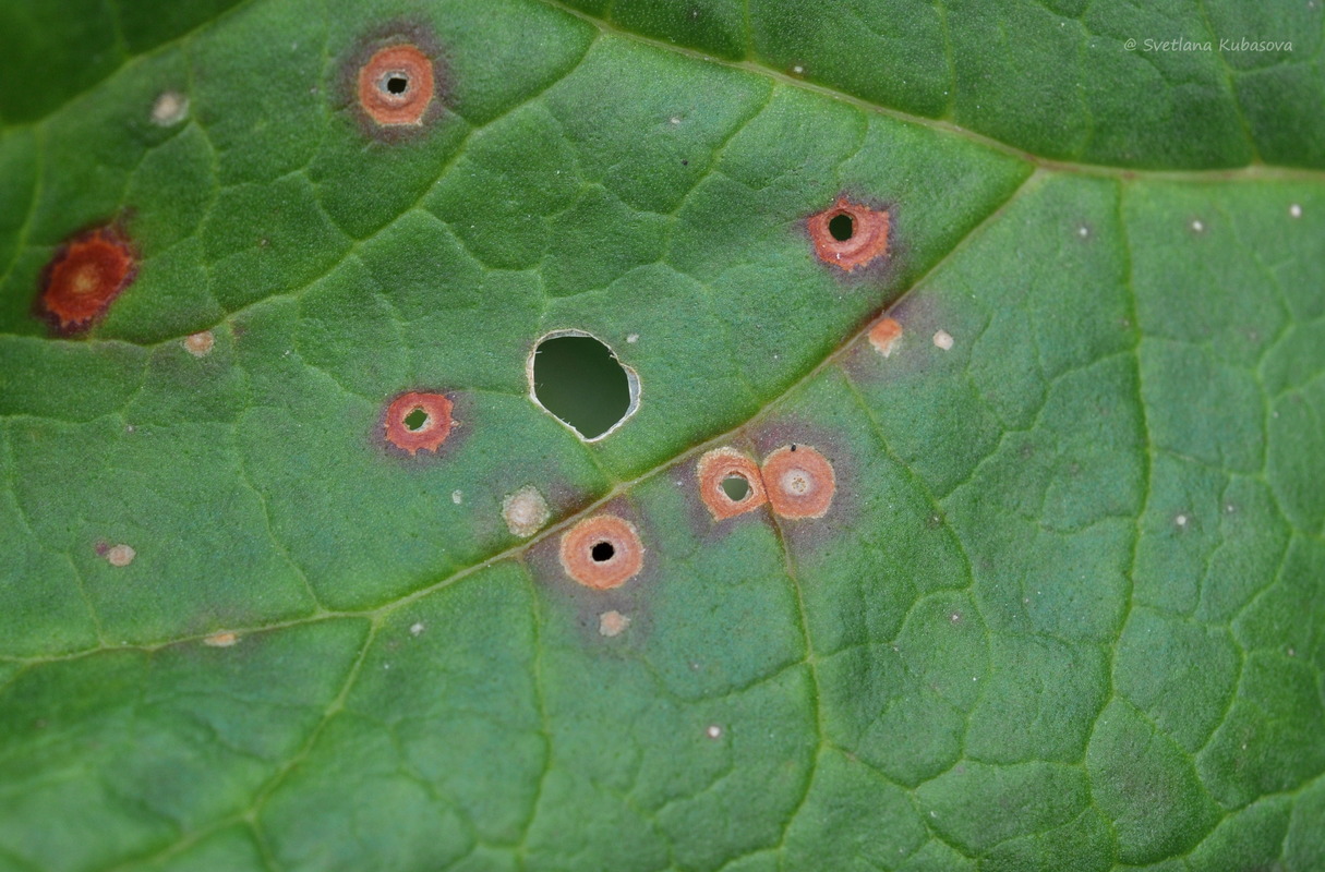 Image of Rheum rhabarbarum specimen.