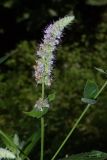 Mentha longifolia. Верхушка цветущего растения. Краснодарский край, г. Сочи, Адлерский р-н, окр. с. Воронцовка, широколиственный горный лес. 16.08.2018.