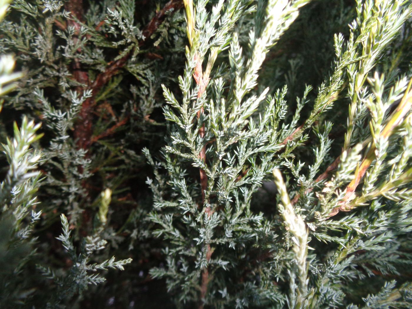 Image of Juniperus scopulorum specimen.