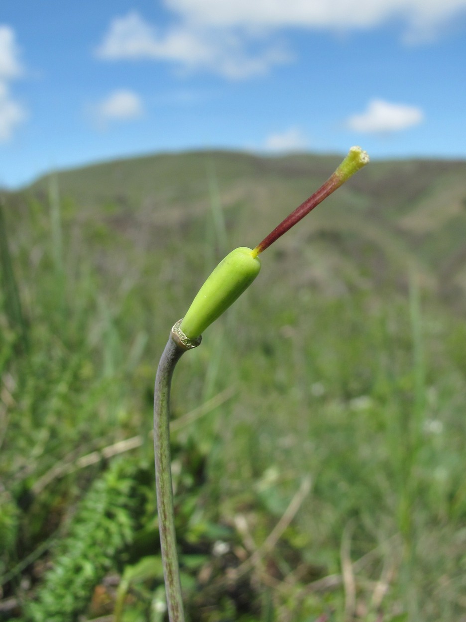 Image of Fritillaria caucasica specimen.