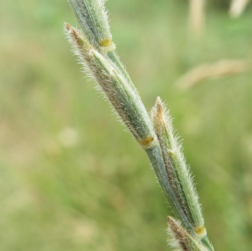 Image of Elytrigia trichophora specimen.