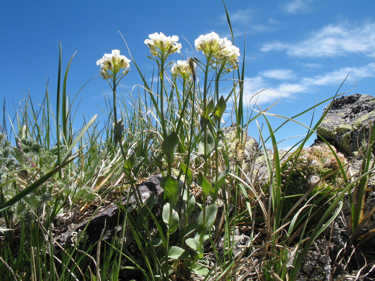 Image of Noccaea ferganensis specimen.