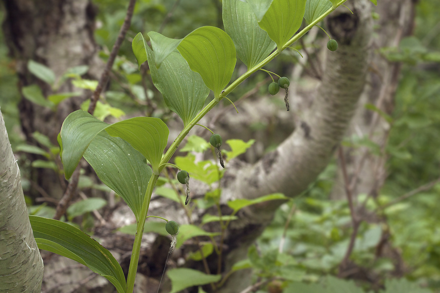 Изображение особи Polygonatum maximowiczii.