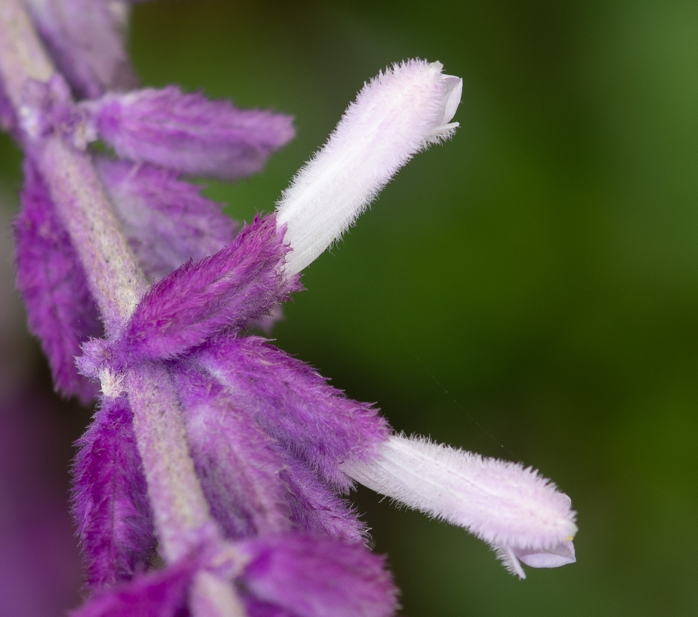 Изображение особи Salvia leucantha.