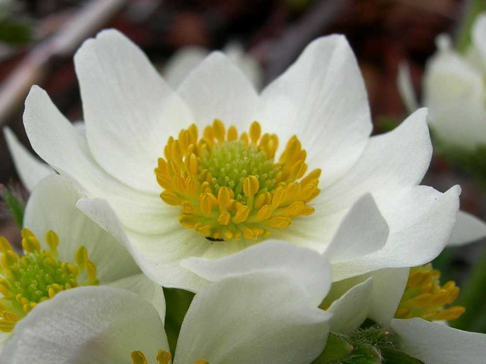 Image of Anemonastrum sibiricum specimen.