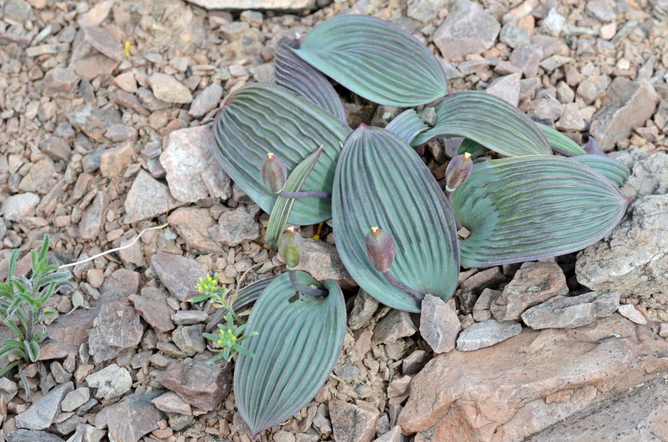 Image of Tulipa regelii specimen.