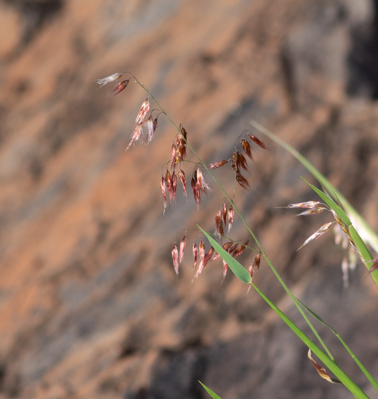 Image of Melinis repens specimen.