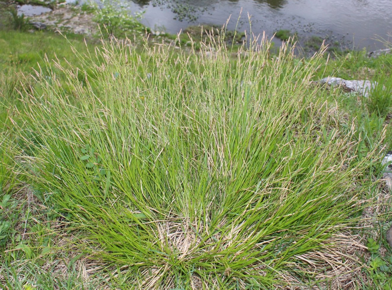 Image of Carex macroura specimen.