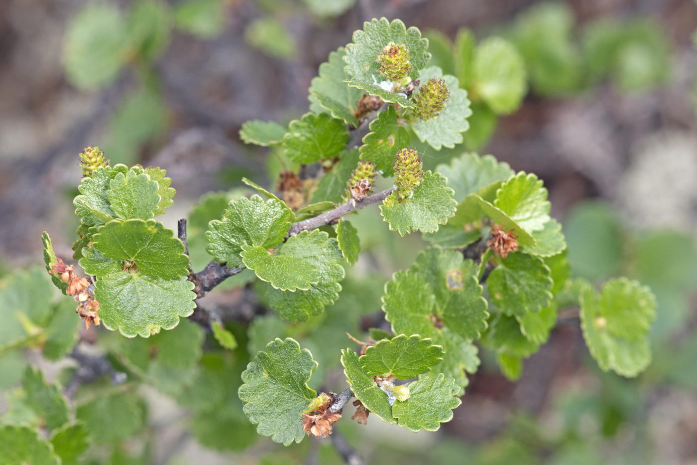 Image of Betula nana specimen.