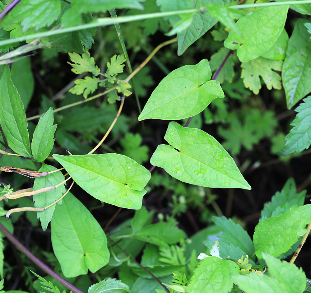 Image of Calystegia subvolubilis specimen.