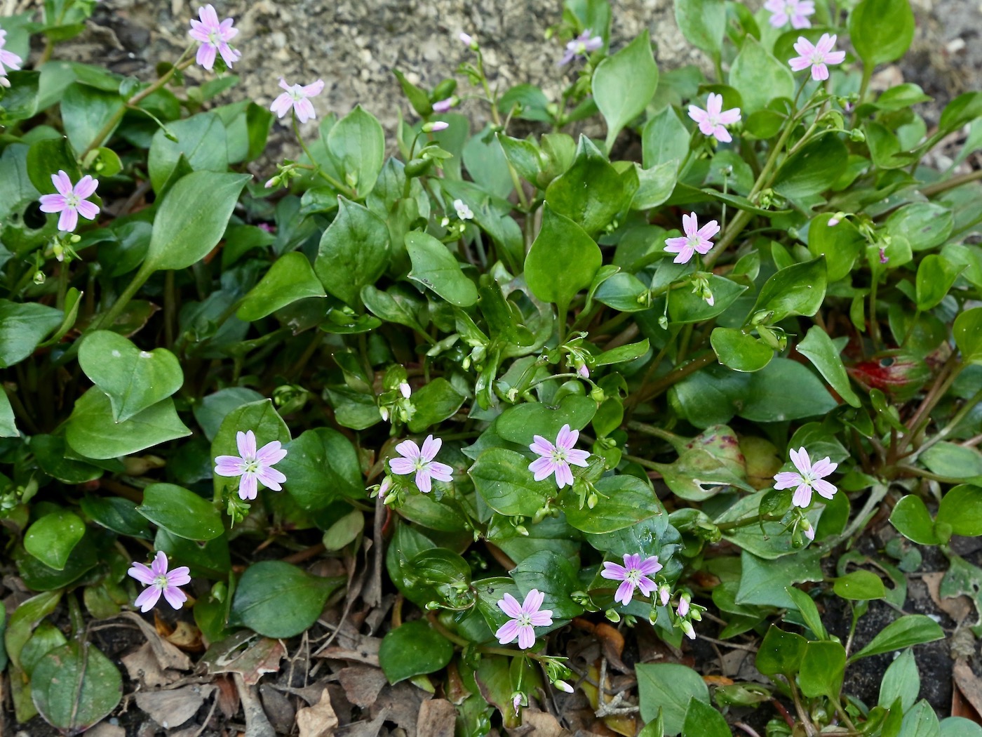 Изображение особи Claytonia sibirica.