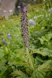 Pedicularis atropurpurea. Верхушка цветущего растения. Краснодарский край, Адлерский р-н, окр. с. Эстосадок, северный склон хр. Аибга, выс. ≈ 2100 м н.у.м., субальпийский луг. 11.08.2020.