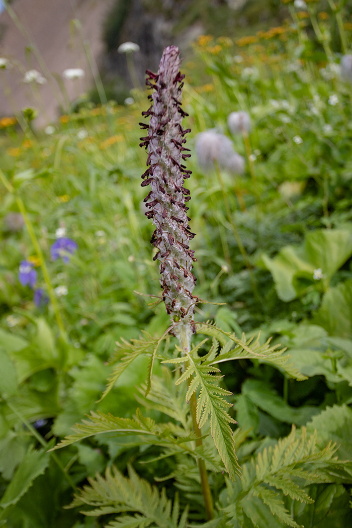 Image of Pedicularis atropurpurea specimen.