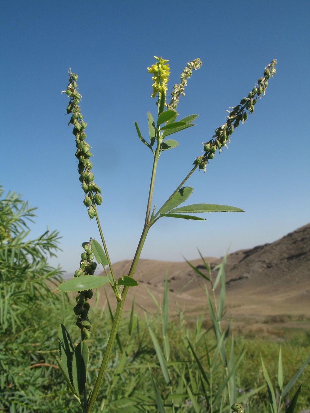 Изображение особи Melilotus dentatus.