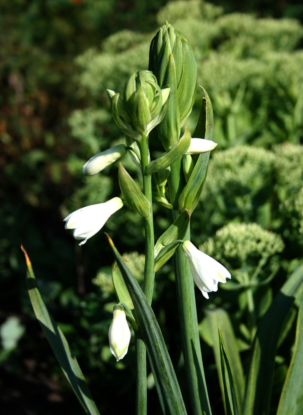 Image of Galtonia viridiflora specimen.