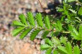 Potentilla anserina