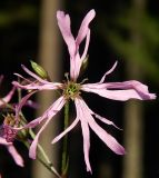 Coccyganthe flos-cuculi. Цветок. Подмосковье, окр. г. Одинцово, опушка смешанного леса. Июнь 2021 г.
