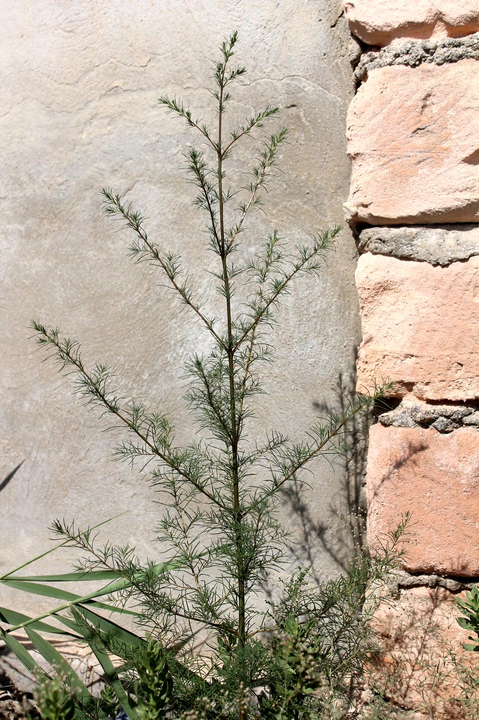 Image of Salsola collina specimen.