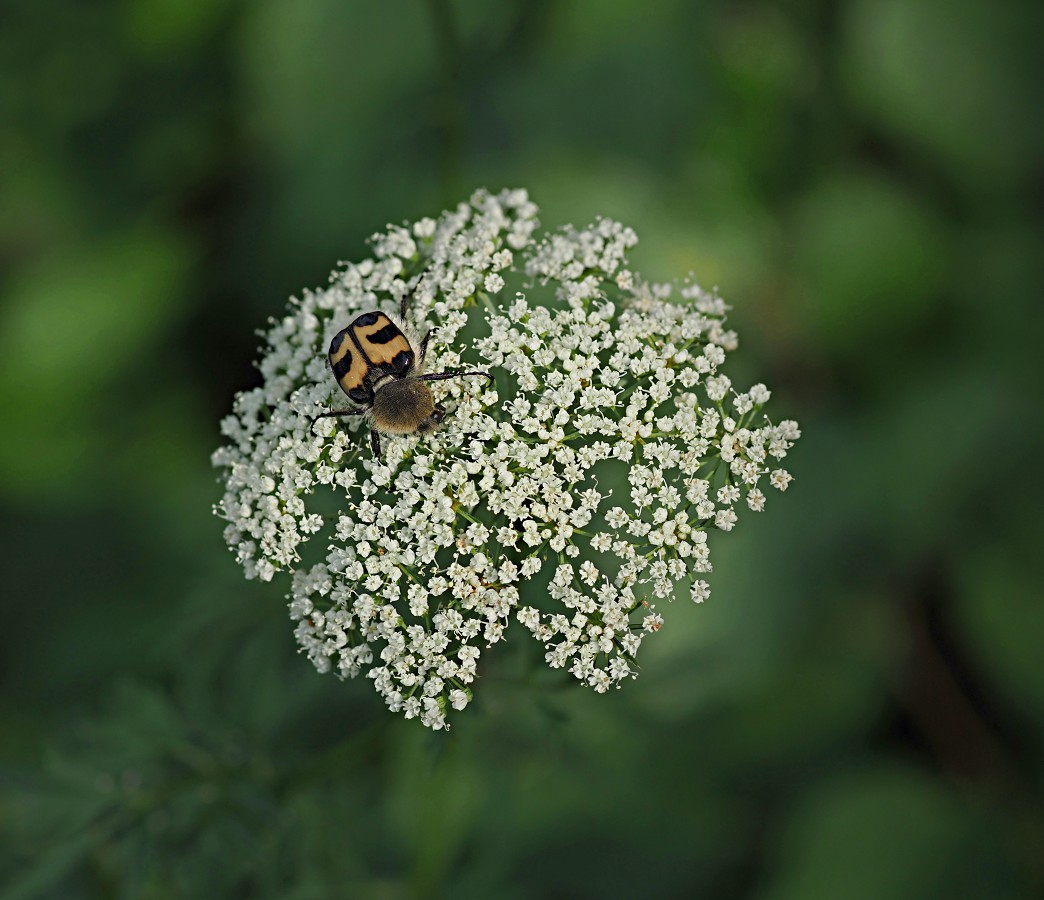 Изображение особи Selinum carvifolia.