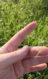 genus Agrostis