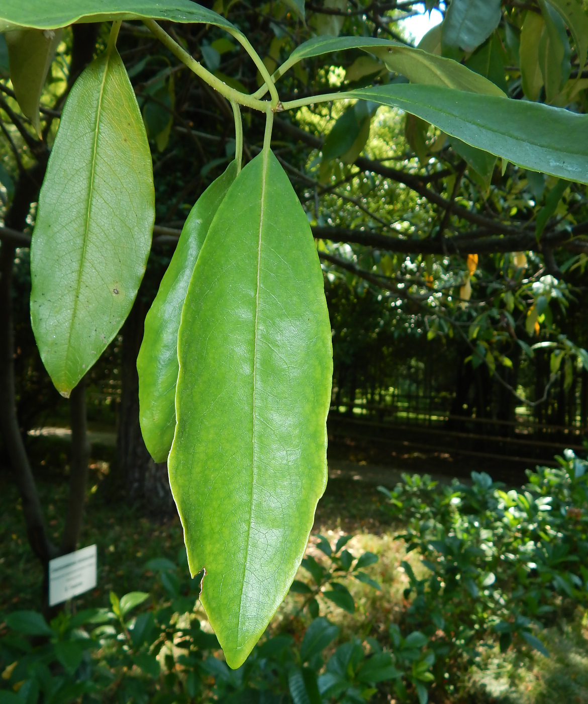 Image of Pittosporum napaulense specimen.