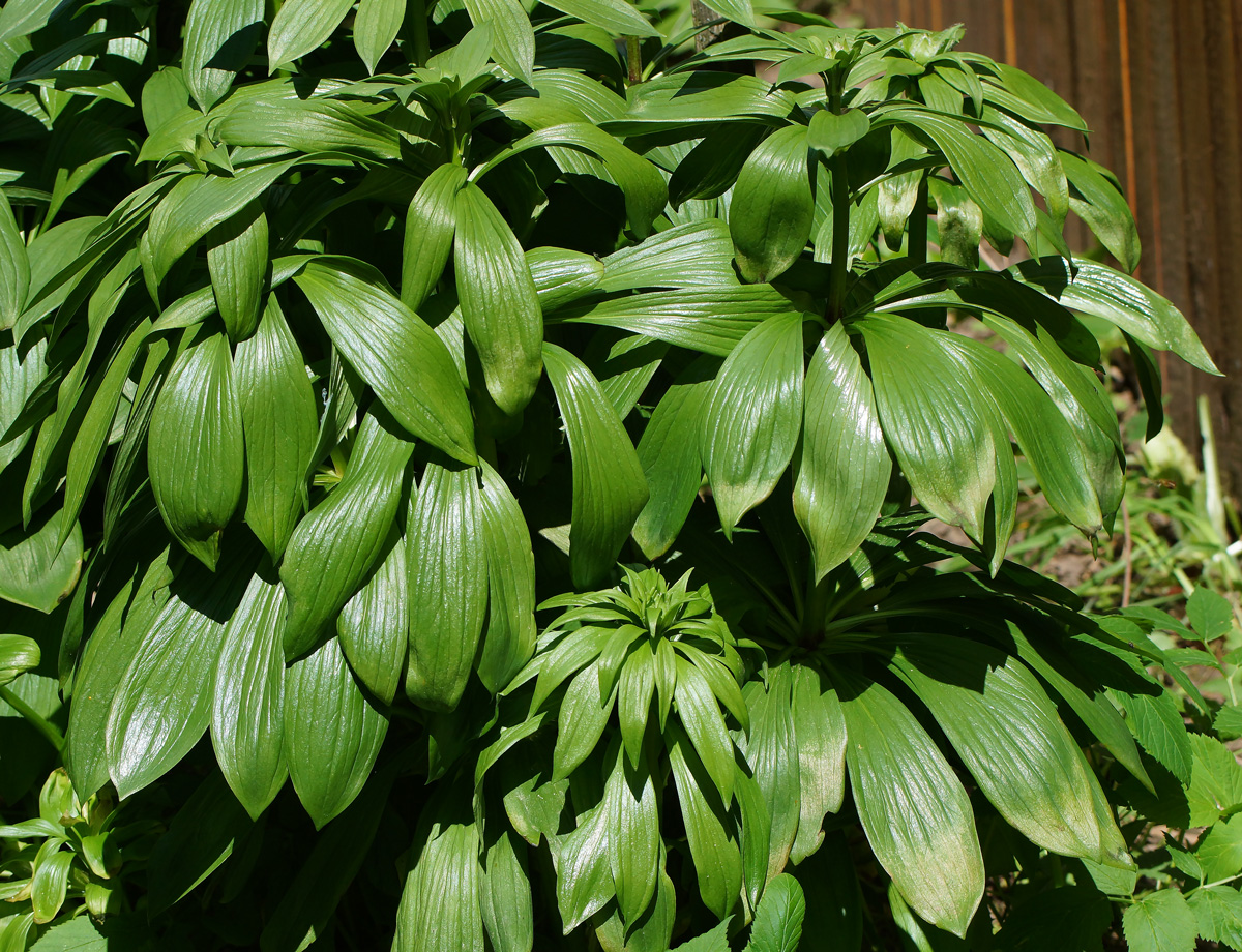 Изображение особи Lilium pilosiusculum.