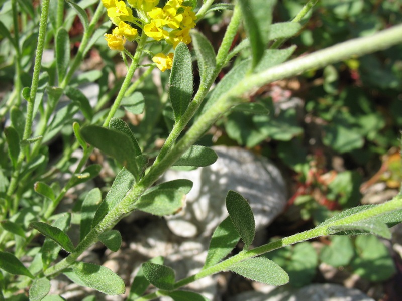 Image of Alyssum trichostachyum specimen.