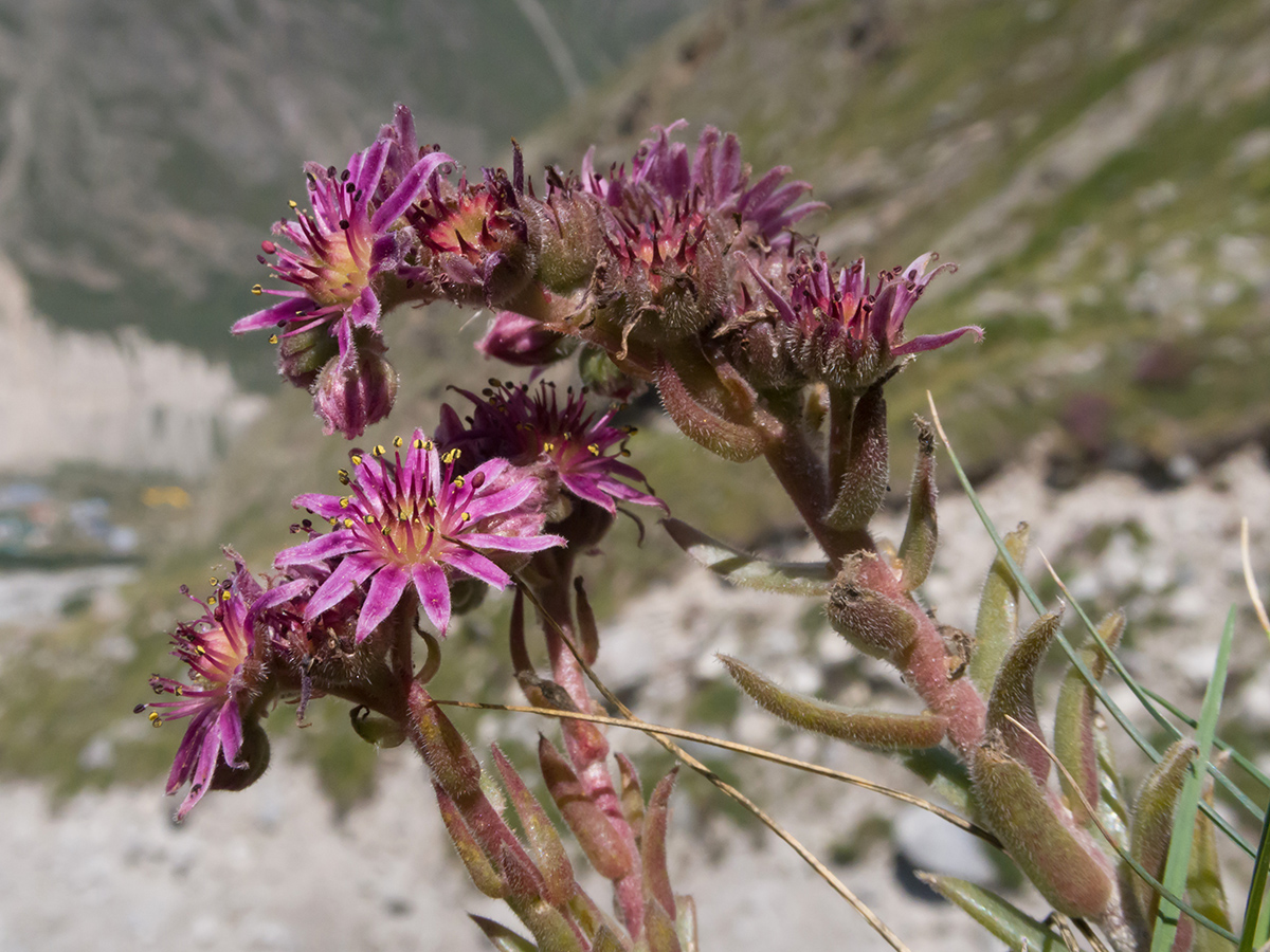 Image of Sempervivum pumilum specimen.