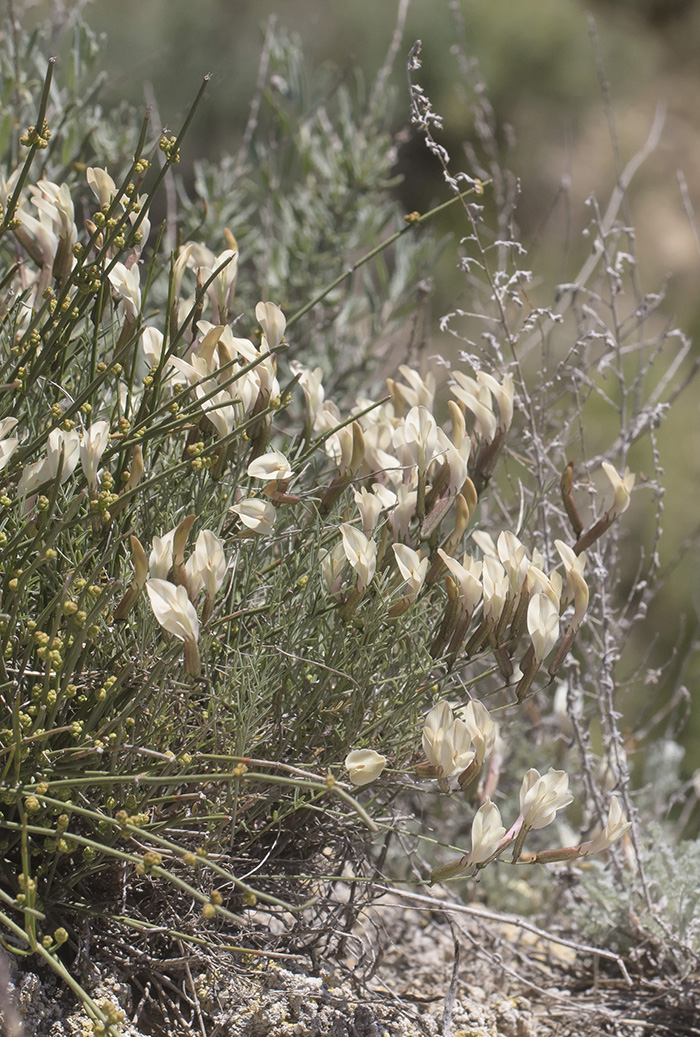 Изображение особи Astragalus ucrainicus.